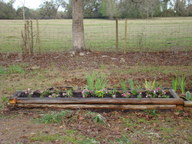 flowerbed1_thumb.jpg