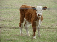dsc01904_thumb.jpg