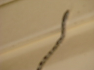 dsc01138_thumb.jpg