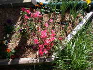 dscn3607_thumb.jpg