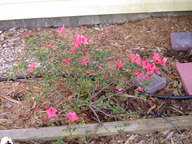dscn3610_thumb.jpg