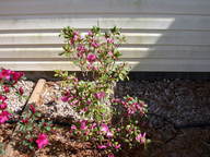 dscn3611_thumb.jpg