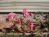 dscn3615_thumb.jpg