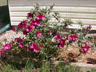 dscn3616_thumb.jpg
