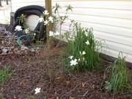 dscn3617_thumb.jpg