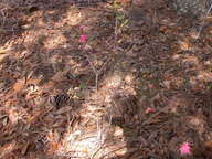 dscn3623_thumb.jpg