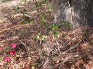 dscn3625_thumb.jpg