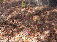dscn3626_thumb.jpg