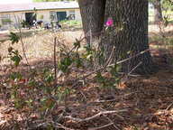 dscn3627_thumb.jpg