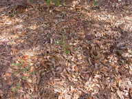 dscn3634_thumb.jpg