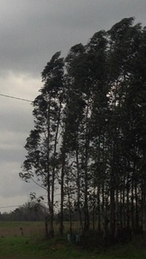 eucalyptus2_thumb.jpg