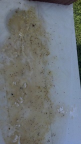 varroa_bend_20120729_thumb.jpg