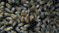 unmarkedqueen_thumb.jpg