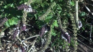 bees_basil3_thumb.jpg