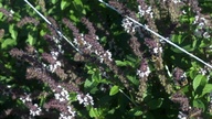 bees_basil4_thumb.jpg