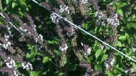 bees_basil5_thumb.jpg