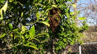 swarm1_thumb.jpg