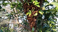 swarm_thumb.jpg
