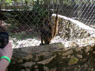 spider-monkey2_thumb.jpg
