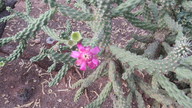 img_2666_thumb.jpg