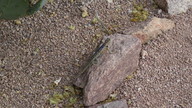 img_2670_thumb.jpg