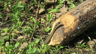 img_1472_thumb.jpg