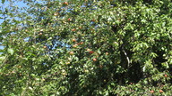 img_1298_thumb.jpg