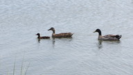 ocracoke_ducks_thumb.jpg