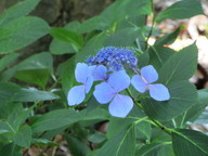 img_4059_thumb.jpg