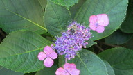 img_4065_thumb.jpg