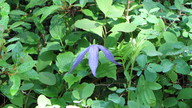 img_2339_thumb.jpg