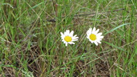 img_2598_thumb.jpg