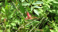 img_2418_thumb.jpg