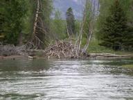beaver_lodge2_thumb.jpg