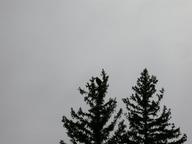 eagle2_thumb.jpg