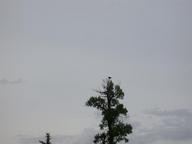 eagle3_thumb.jpg