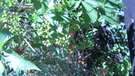 img_1993_thumb.jpg