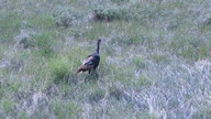 img_2041_thumb.jpg