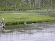 trumpeter_swan2_thumb.jpg