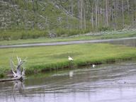 trumpeter_swan3_thumb.jpg