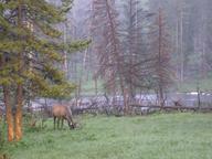 bull_elk1_thumb.jpg