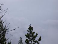mtn_bluebird2_thumb.jpg