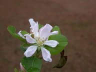 ap4_flower_thumb.jpg