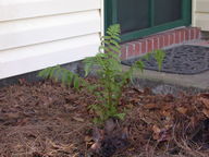 fern_thumb.jpg
