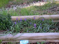 flower_bed_muscat_thumb.jpg
