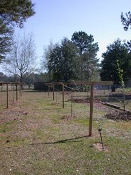 grape_trellis_west_thumb.jpg