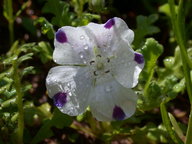 wildflowers5_thumb.jpg