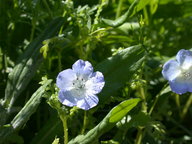 wildflowers7_thumb.jpg