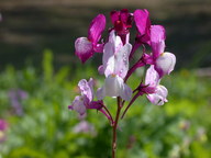 wildflowers8_thumb.jpg