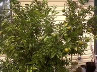 IMG00012-20101012-1347_thumb.jpg